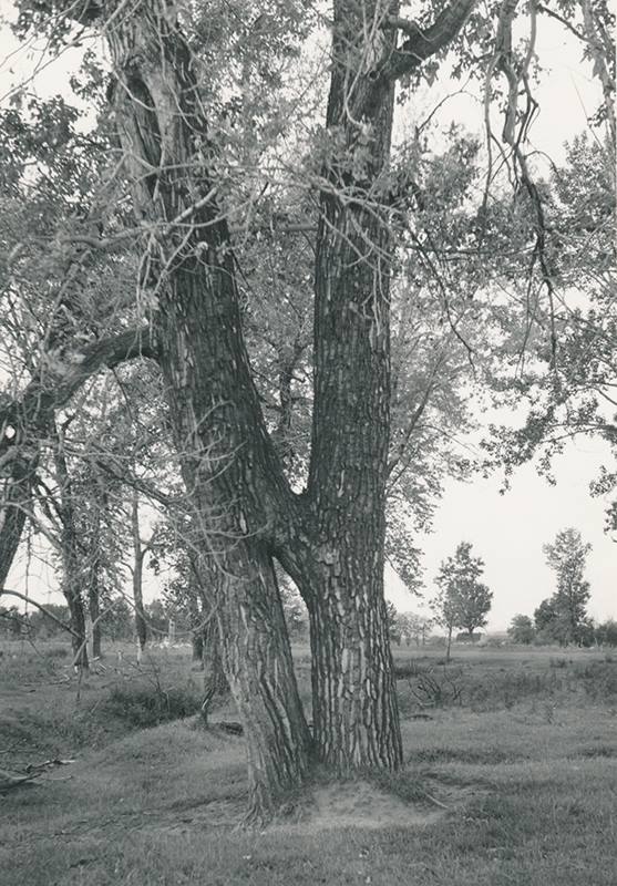 Medicine-tree-high-river-alberta